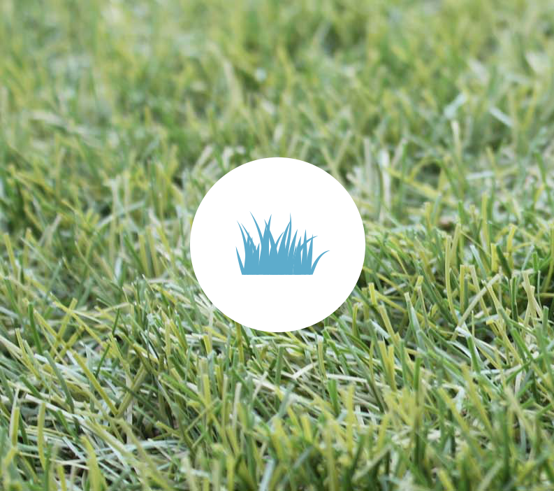 grass-2-.png